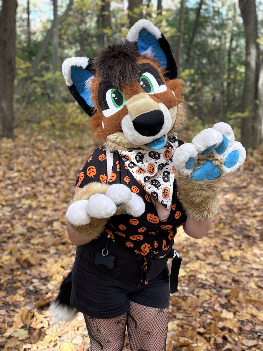Pumpkin patch furmeet! 🍂🧡
