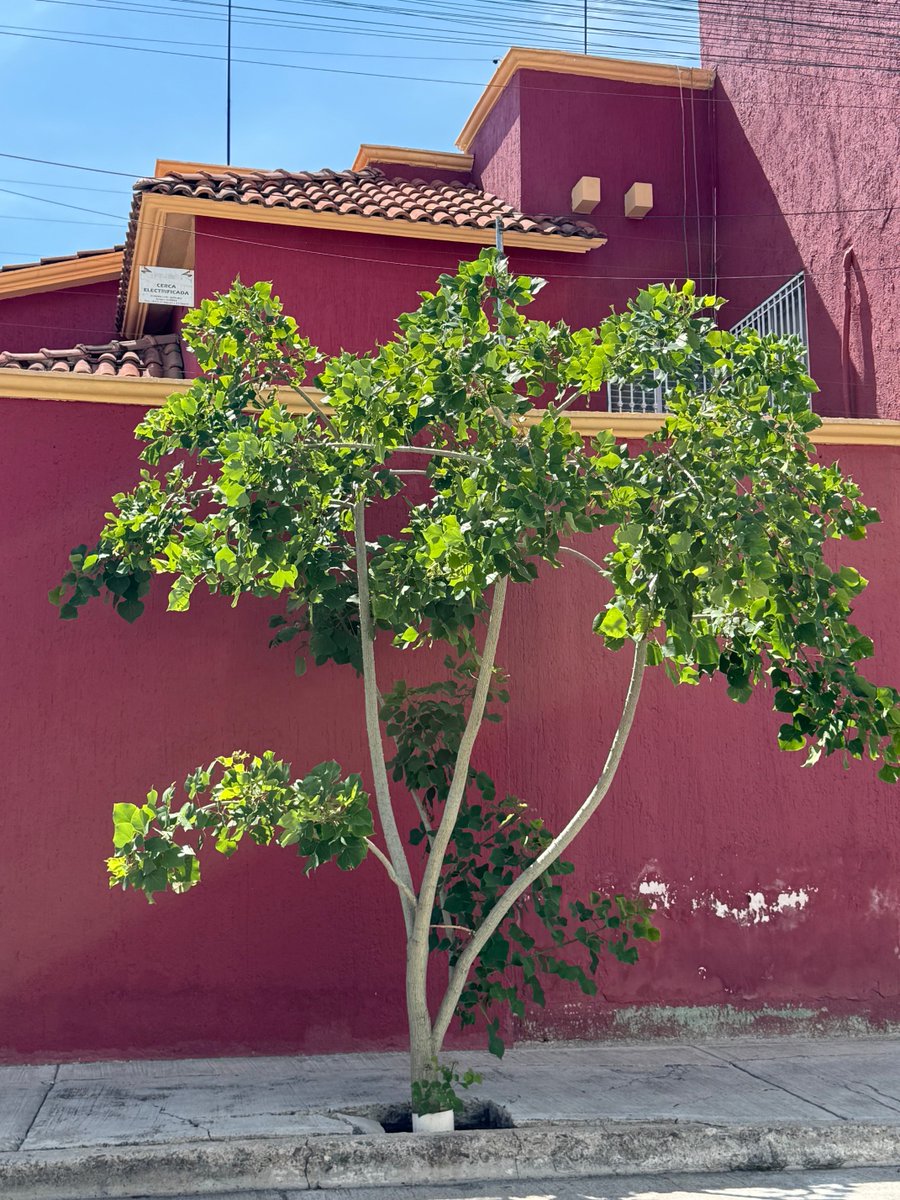 SoyDeLeon_Mx's tweet image. #LeónGuanajuato Estos vecinos SÍ saben de sus especies #Nativas pues plantaron este enorme #Colorín 🥰 Da gusto ver gente que sabe de las especies q nos dan identidad pero sobre todo de especies q aportan muchísimo más que un ficus o una jacaranda👏🏼muy bien!! #ReforestaNativo 🌳