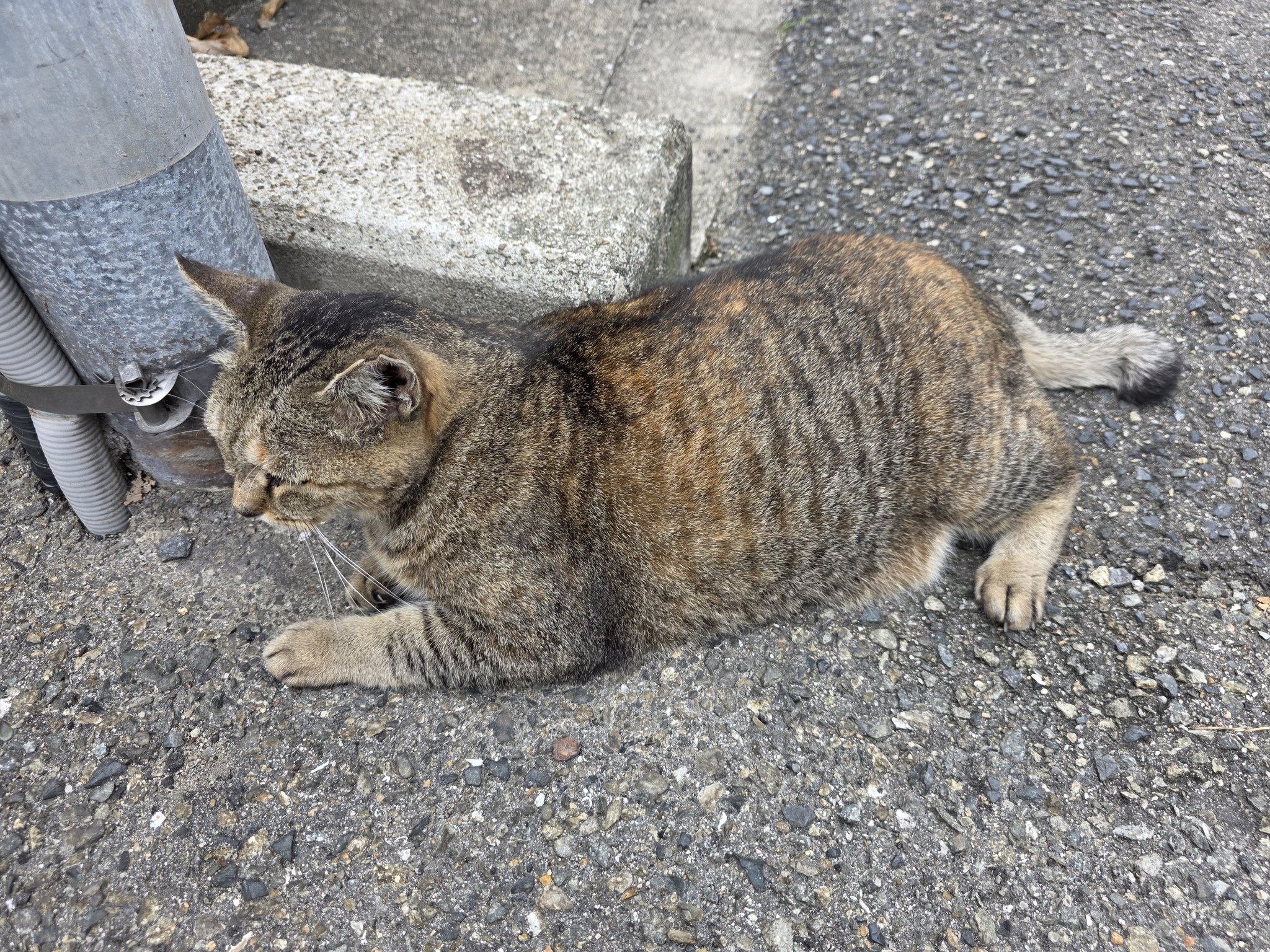 猫 キャットタワー 据え置き 高さ133 高台でねこちゃんご満足