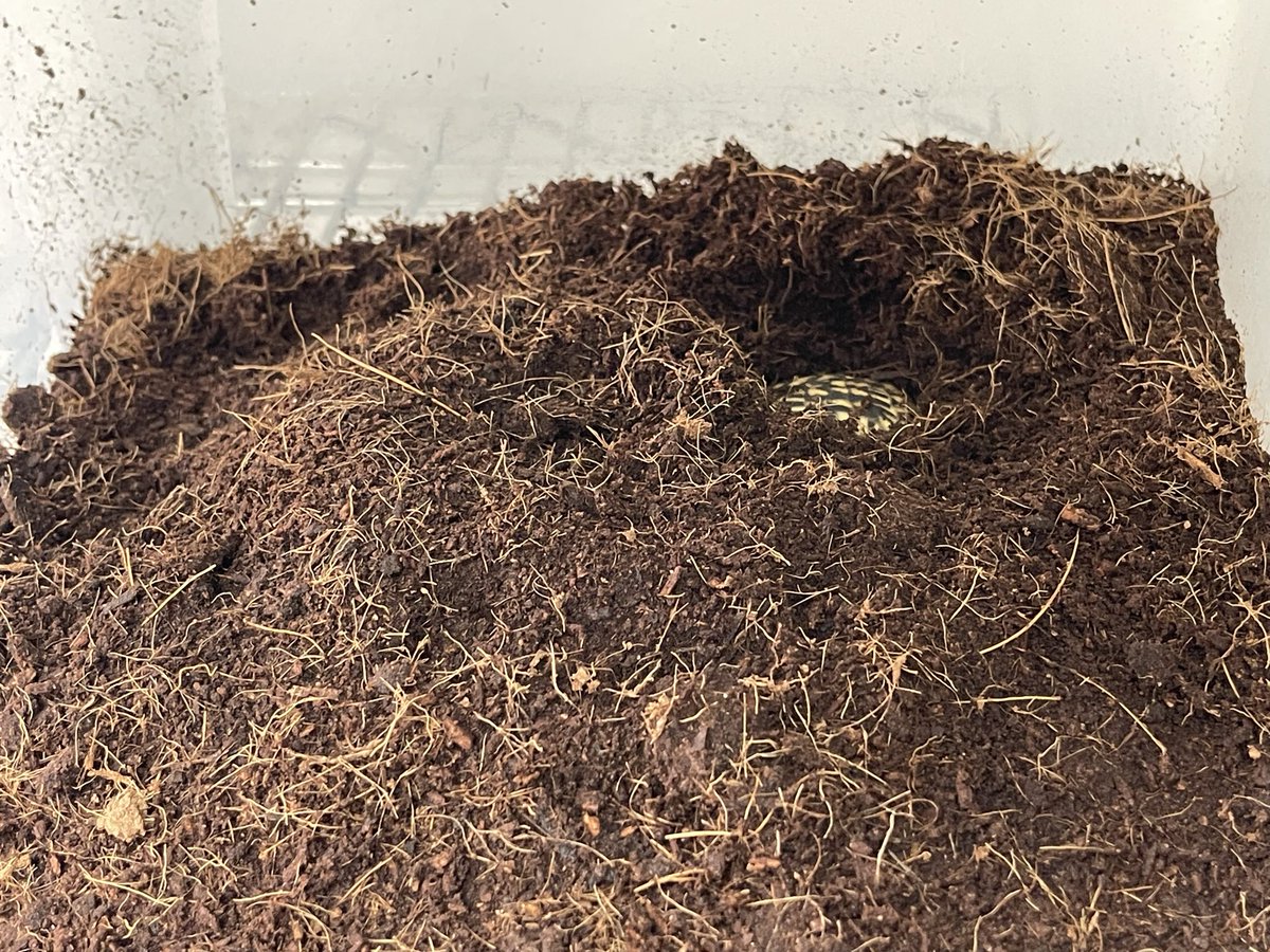 土飼いでも元気そうです。
水換えしなくていいから楽ですね笑