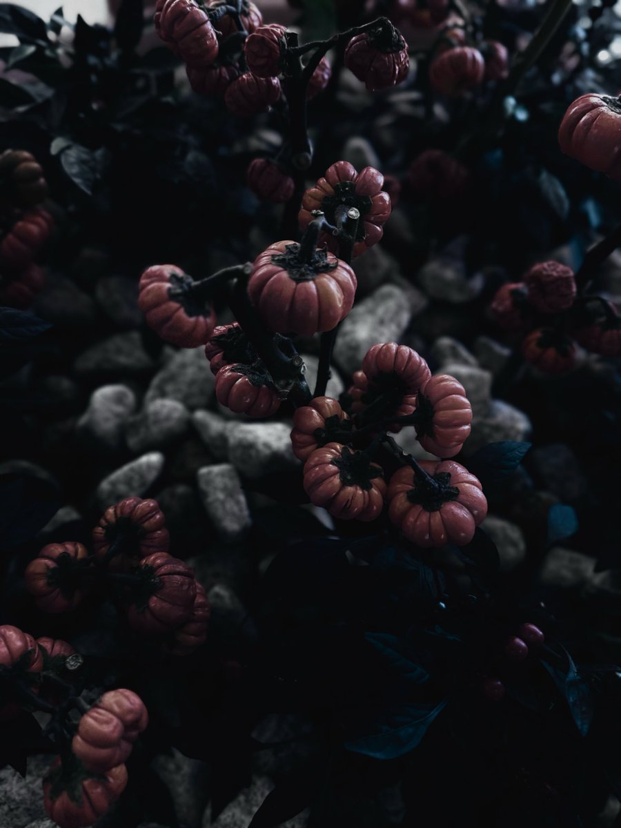 Emma (@sqnq_si3_7et) on Twitter photo 