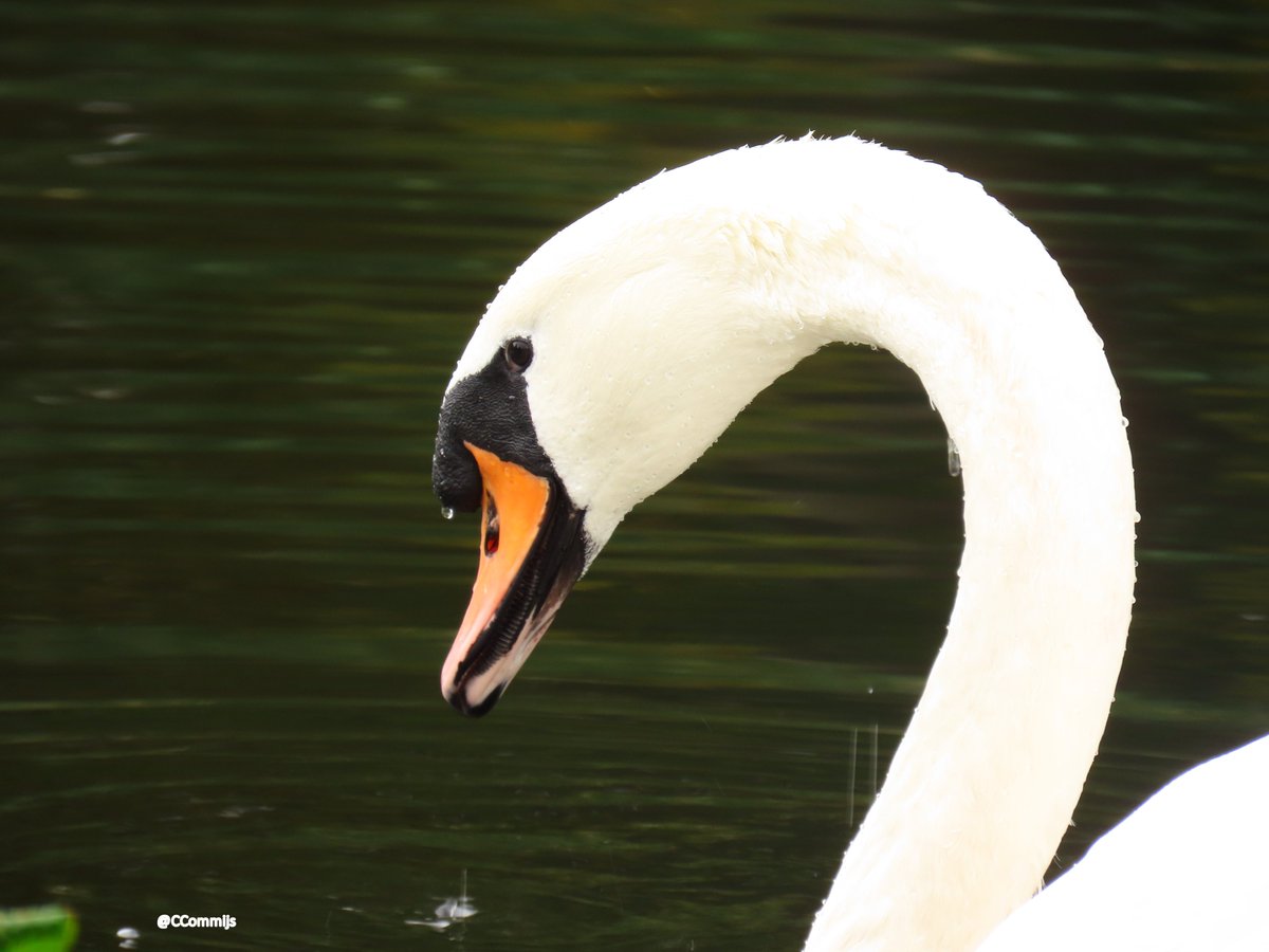 Goedemorgen. Iedereen een fijne zondag 🙋‍♀️☕️🦢