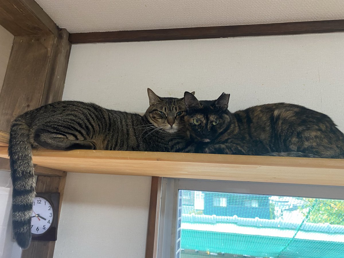こちらの親子は今日は仲良いですね〜

ぷっちょは最近何かとビビりなので誰かとくっついてたいのかな
いつもは「おやつください。」って言いに来るのにあげても食べませんでした