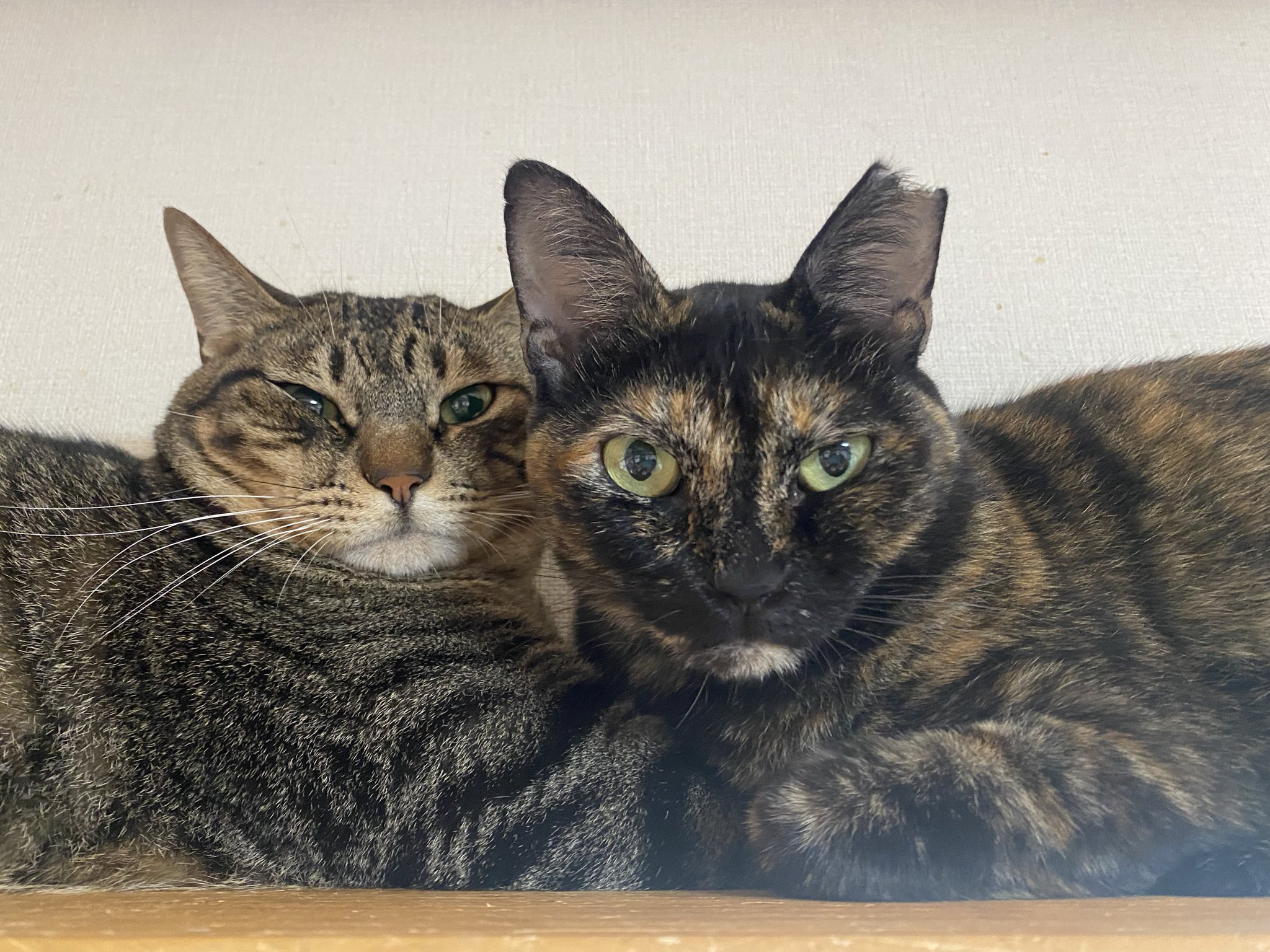 保護猫譲渡るーむ on X: 