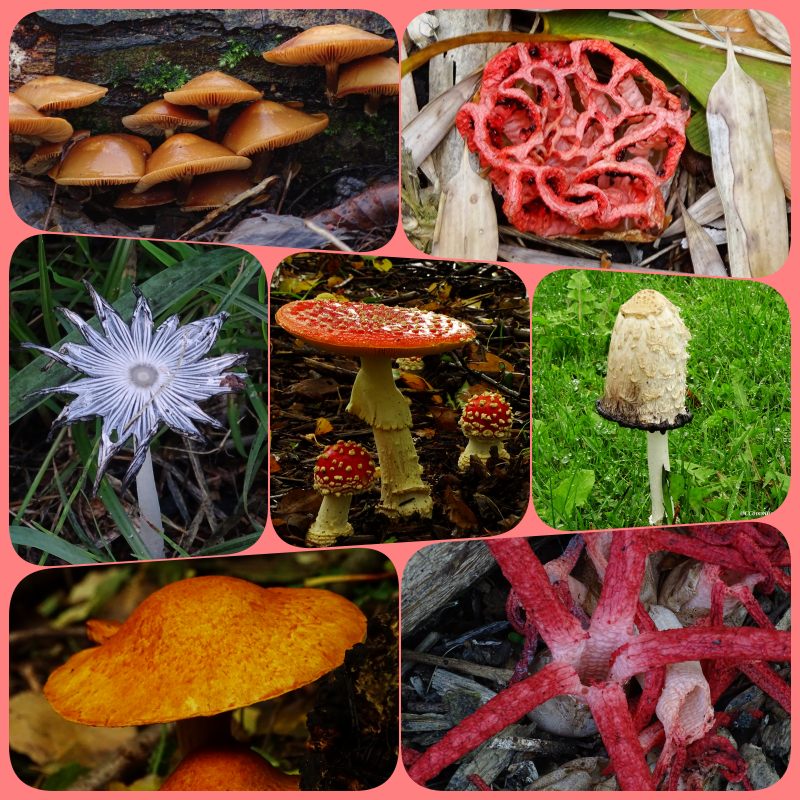 Ze schieten op dit moment massaal uit de grond en wij laten ze vandaag knallen op X! #paddenstoelen bij #fot_O_ktober, echt herfst.
<a href="/jolandabrwr/">JoLaNDa_hobbyfotograaf</a>