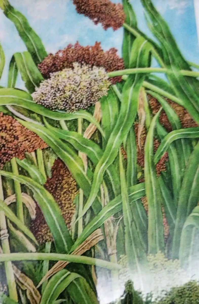 🌞 عدنا بعد طول غياب 🌞

يا عذق من زود امحلا مد روحه
لوكنت مثله في امحلا كان لصق بي

يوم شافني ماعاد بدا جروحه
مدري كثربه امشوق والا وثق بي

🌞صباحكم سعادة وسرور 🌞