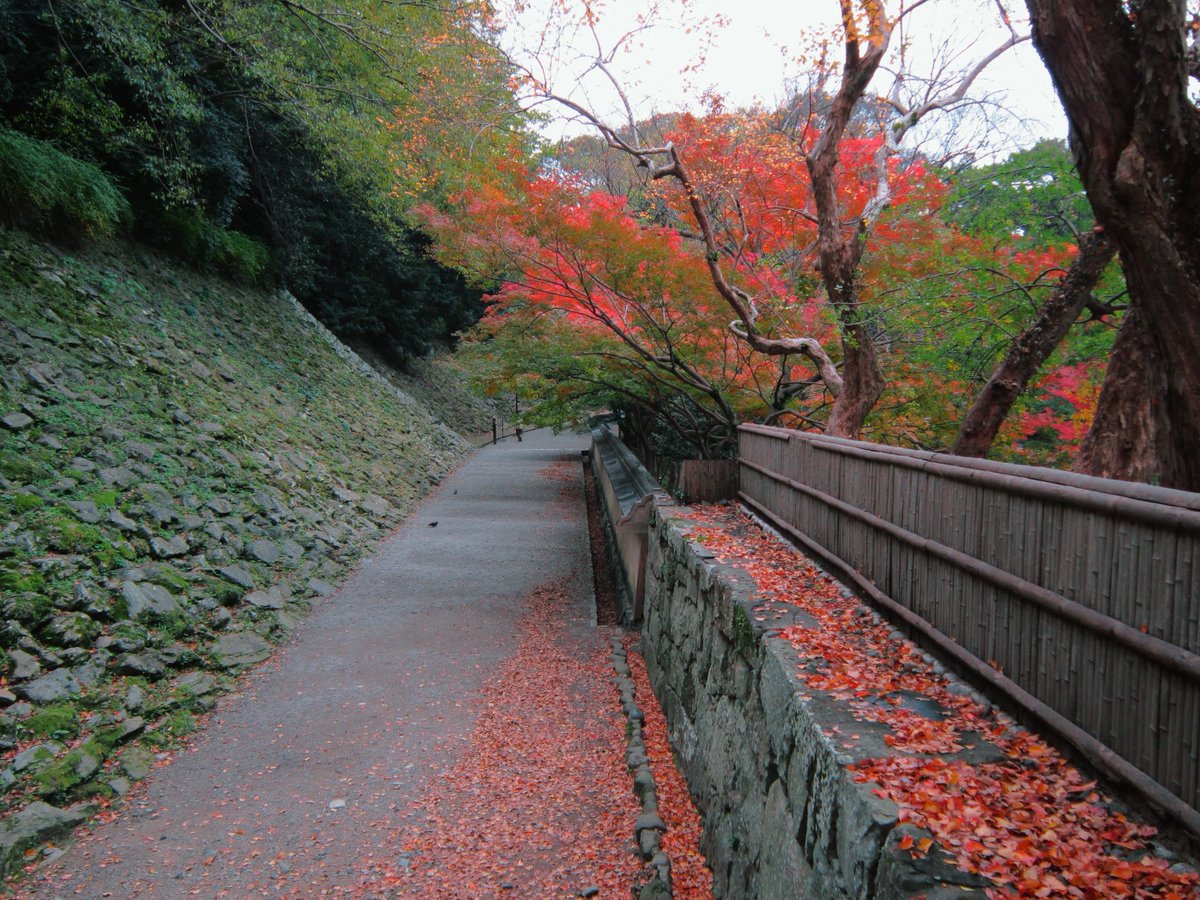 MagicHourCafe's tweet photo. 今年も紅葉シーズンの和歌山城、ご予約受付中‼️

和歌山城ではその全国でも珍しいお城で毎日コスプレ撮影ができる #和歌山コスプレ開放市 を行っております🏯🍂

コスプレ更衣室は定休日の月曜日と火曜日以外、毎日運営中‼️

🍁ご予約受付中🍁
https://t.co/tEUkaakO7B

#和歌山城 #コスプレ #和歌山 https://t.co/uhfmyoD375