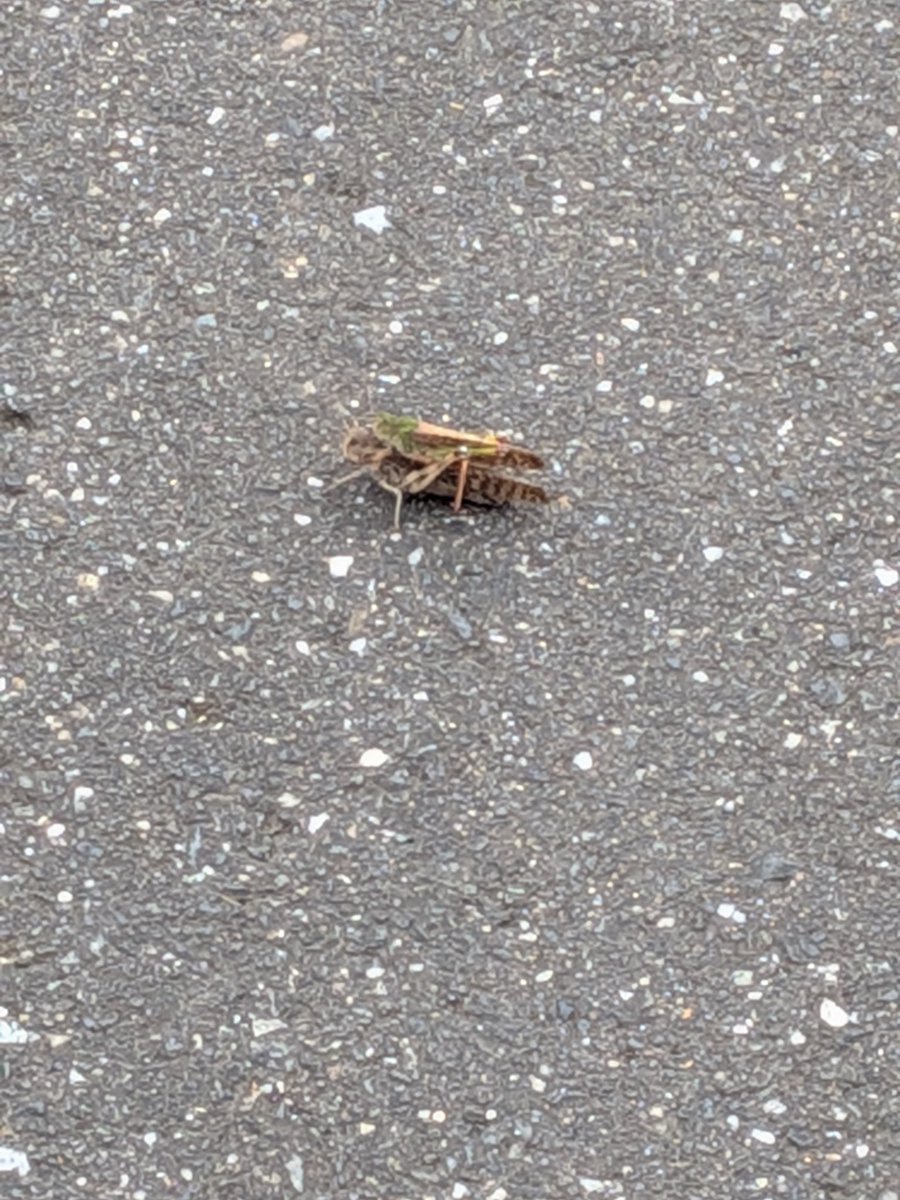 芝犬です。 べじ on X