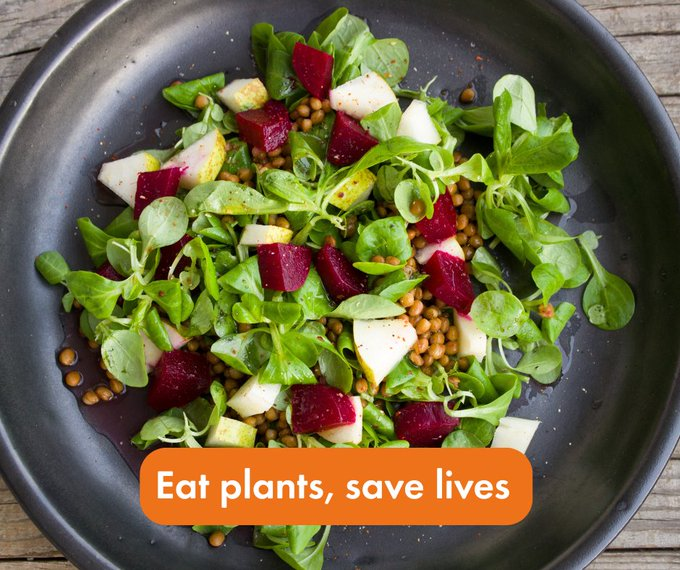 MoveTheWorldIN's tweet image. A shift to plant-based meals is a shift towards kindness — for animals, and our planet. Every bite of fresh, vibrant produce reduces the demand for factory farming and helps build a sustainable future. 

🌱 #EatLessMeat #SustainableLiving #PlantBased #WorldAnimalProtection