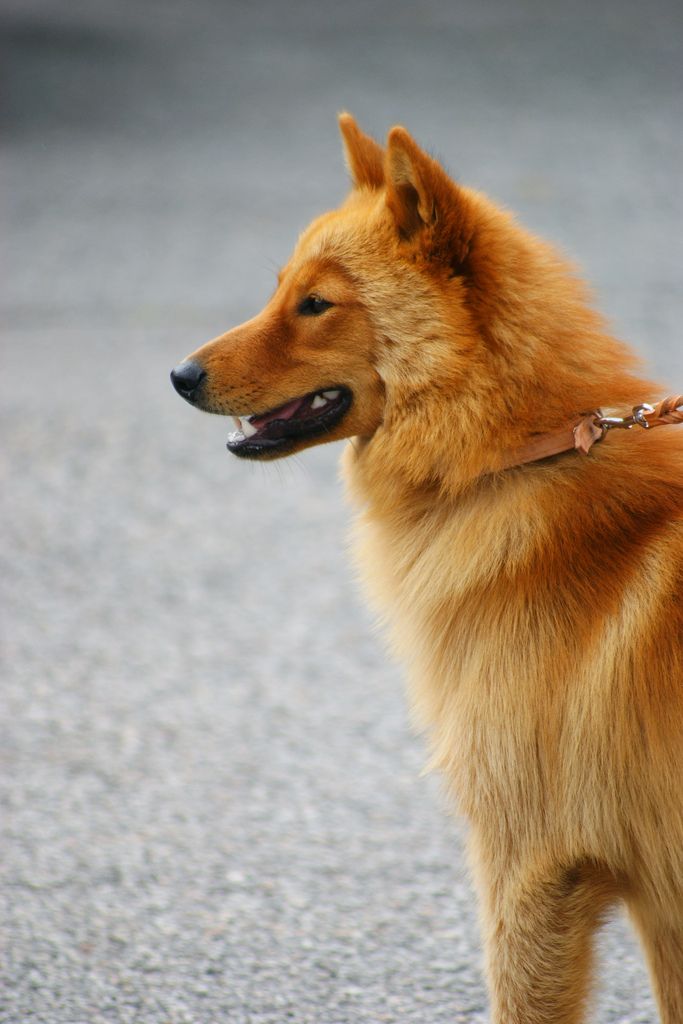 CK9Bot's tweet image. 🐶 Our captivating canine of the hour: Finnish Spitz
🔗 Learn more: en.wikipedia.org/wiki/Finnish_S…