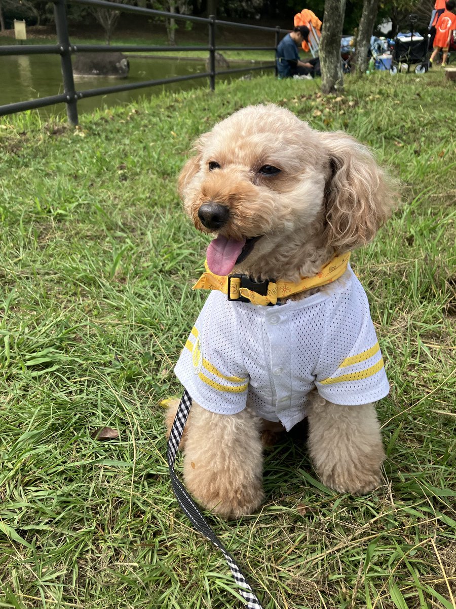 ミニミニトイプーちゃん達✨ご確認用 61fHp2ISPgL.jpg_BO30,255,255,