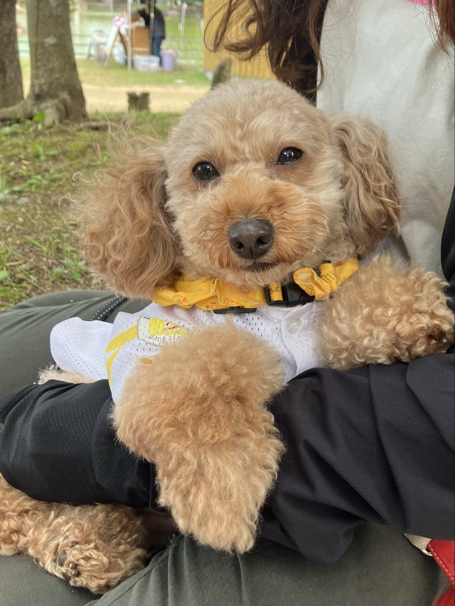 トイプードル - Search / X