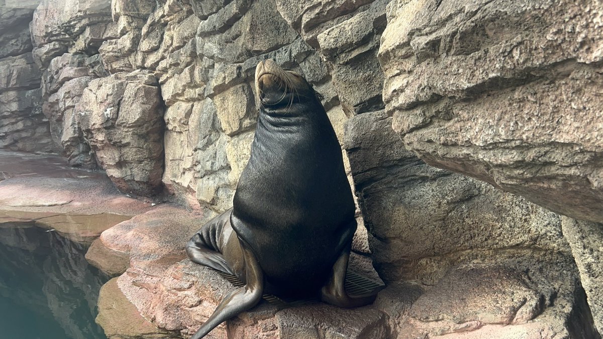 休憩中のてん♫

#加茂水族館　#カリフォルニアアシカ　
#てん