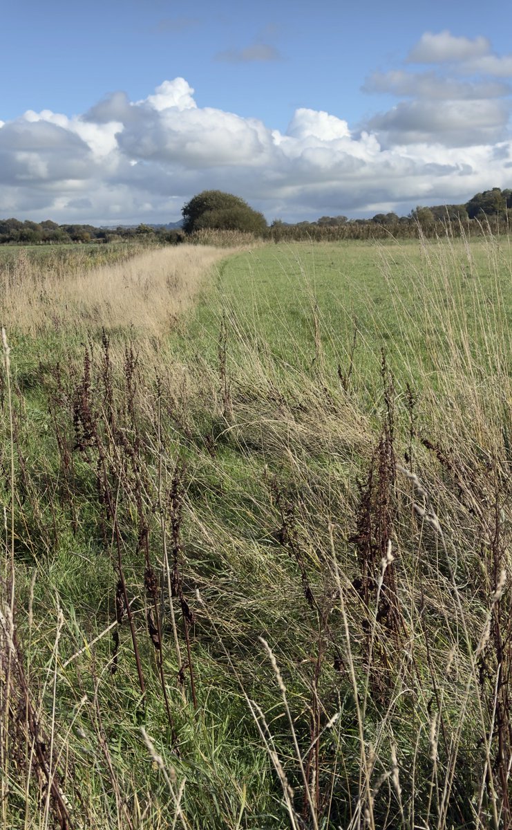 Inspections at Hawk and Owl Trusts Shapwick Moor reveal a recovering population of Short-tailed Voles after summer's dry spell impacted grass growth and Owlet production. 🌱🦉 #Wildlife #Conservation #Nature