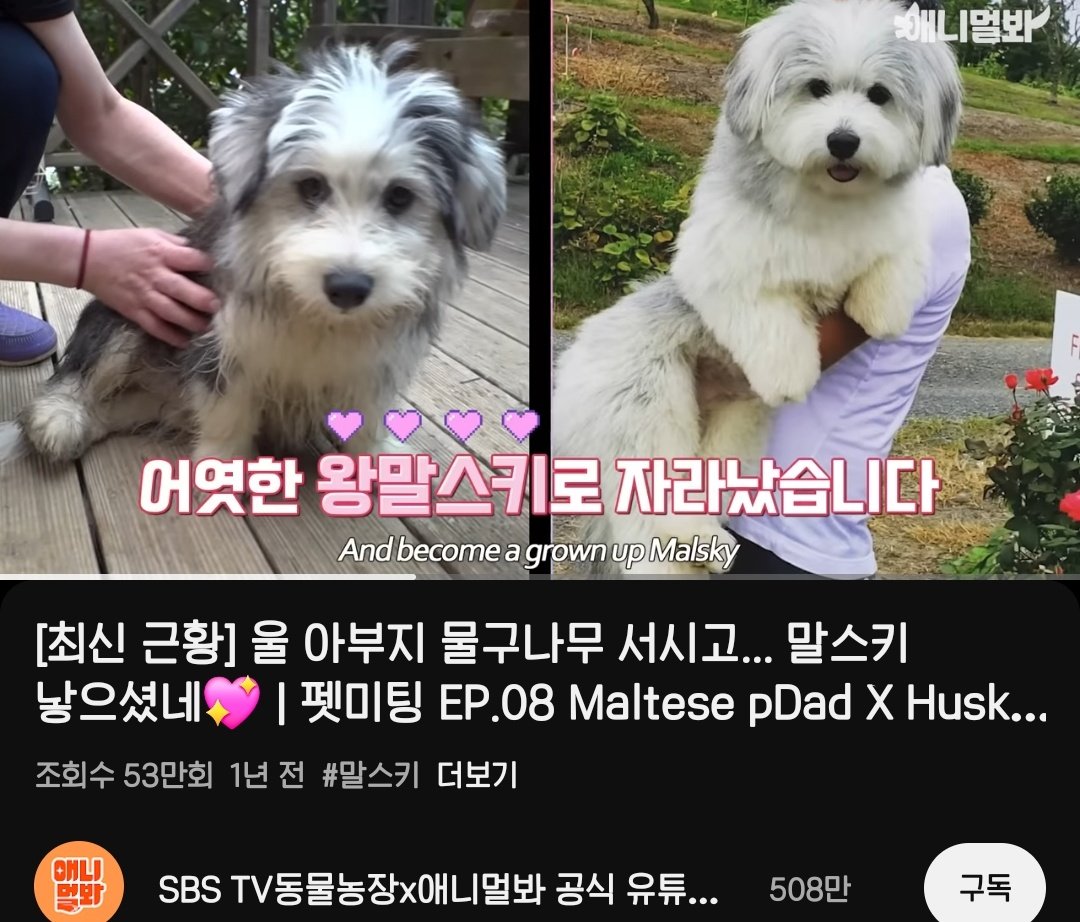 지금 말스키 귀여운 것보다 제목부터
저세상이잖아요 울 아부지 물구나무 서시고
ㅋㅋㅋㅋㅠㅠㅠㅠㅠㅠㅠㅠㅠㅠㅠ