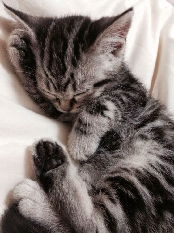 Sweet Dreams
おやすみニャンコ
#猫好きさんと繋がりたい #ねこかわいいね #Cats