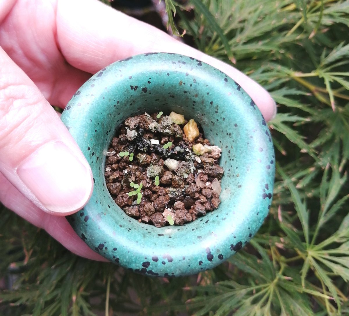 zoukimaple's tweet image. この小さな発芽はなんでしょうか。
マツバウンランを植えていた鉢。もしかして…😍
とにかく今日の用事も終わり、ゆっくりタイムです☕