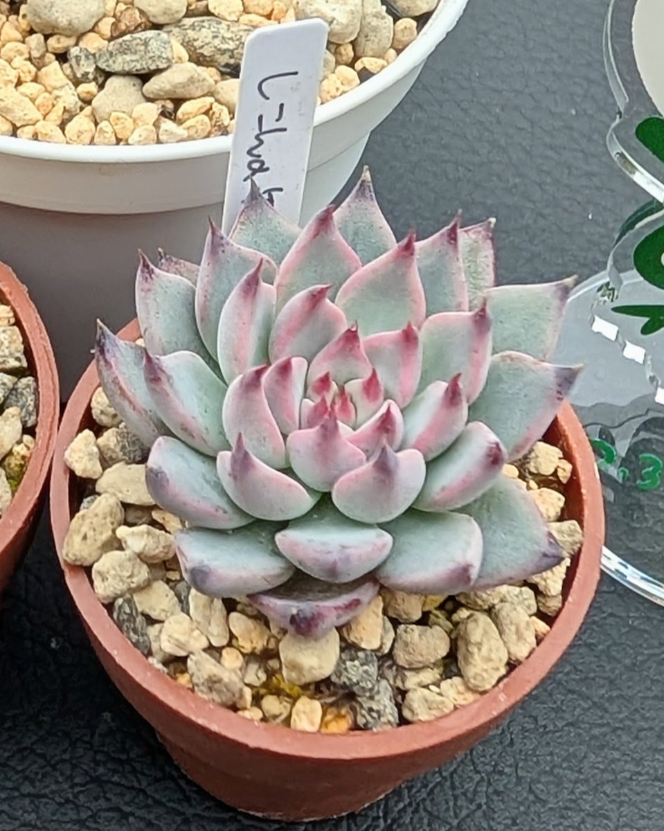 がび (@i_taniku_ra) / Posts / X