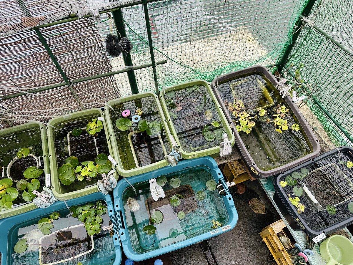 大胆な全換水、はじめました。