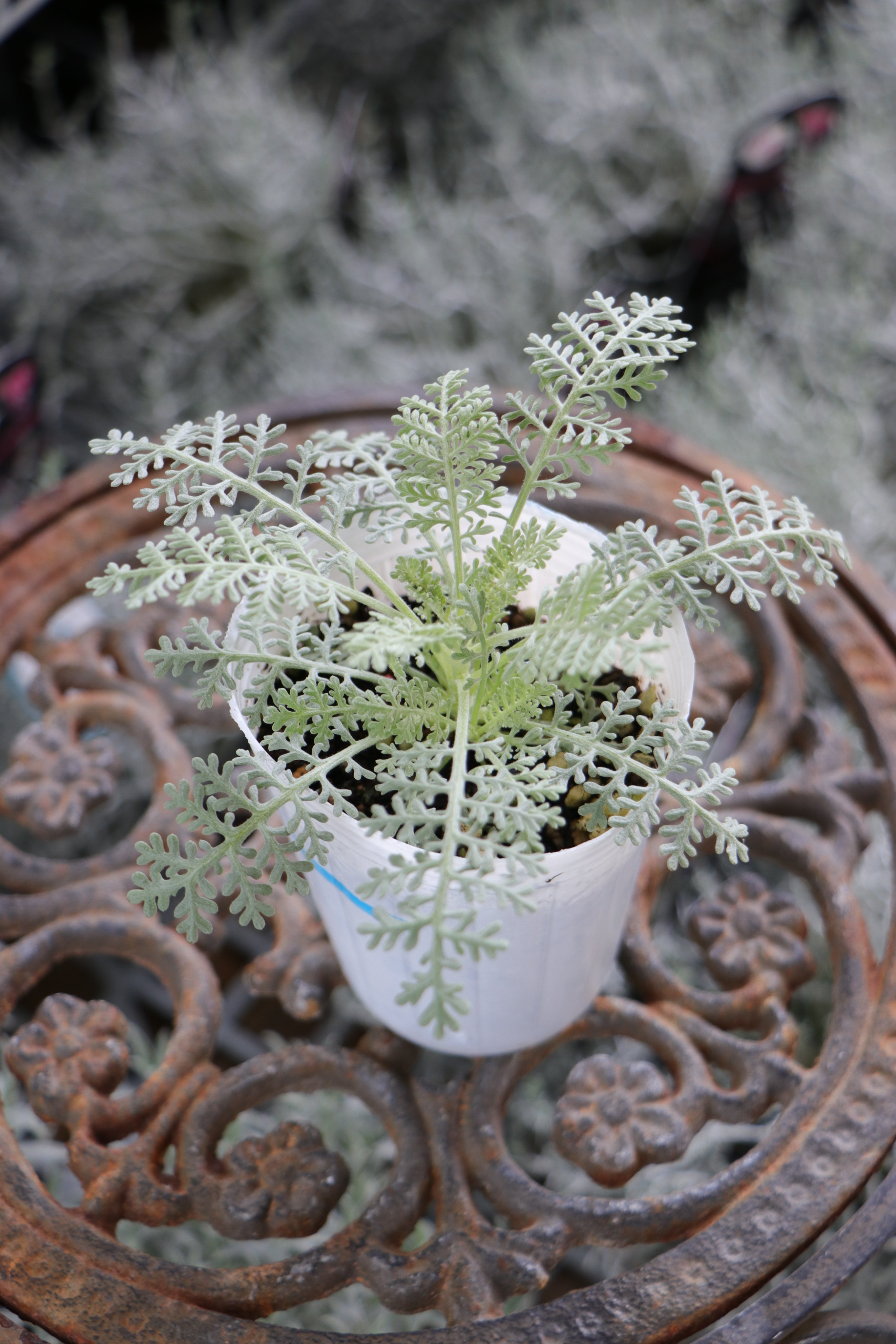 ココスヤシ　(335)　※スーパー　シルバーリーフ ココスヤシ (335) ※スーパー シルバーリーフ