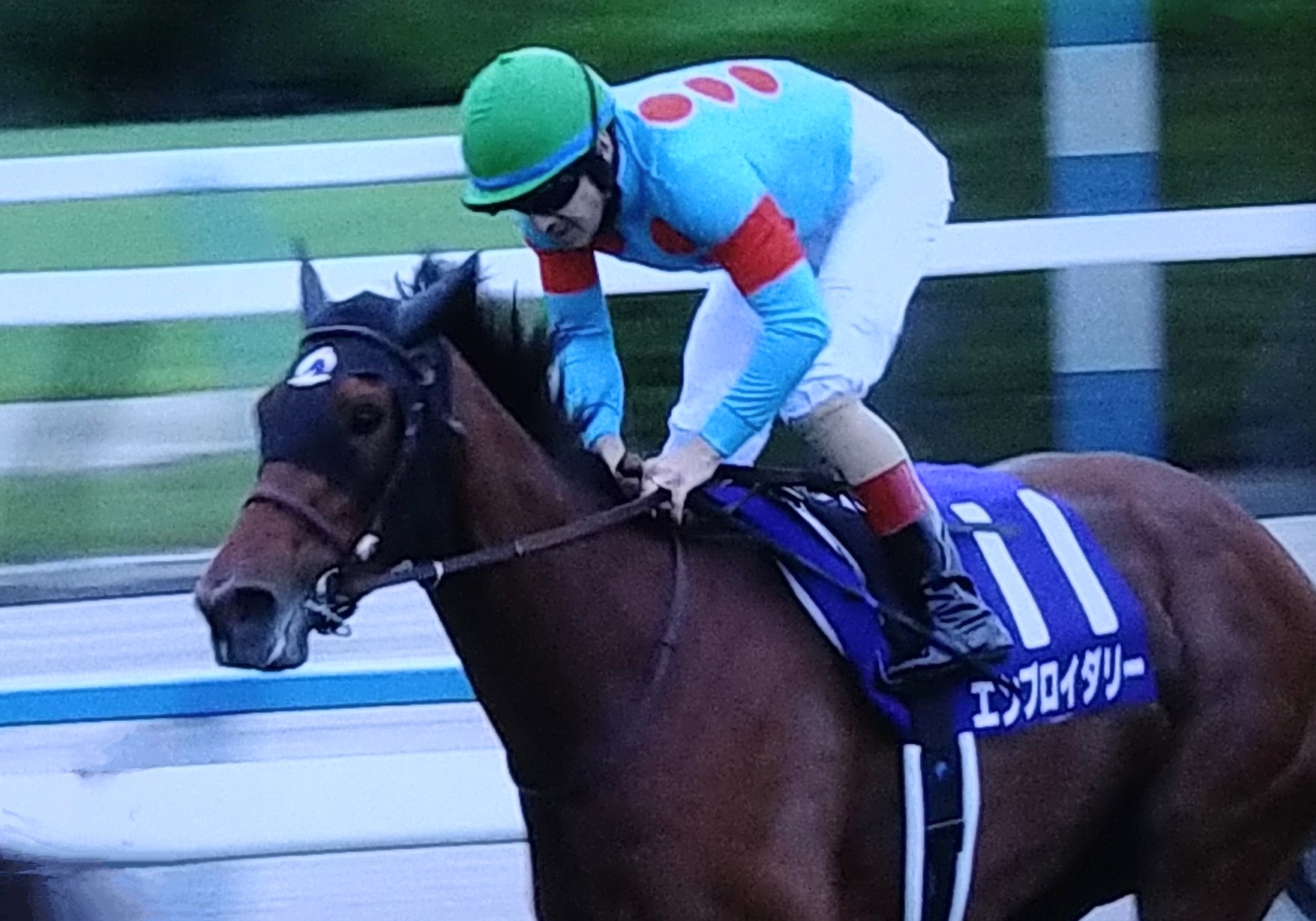 獅子皇🐾🐱 (@lionlion1018) / X