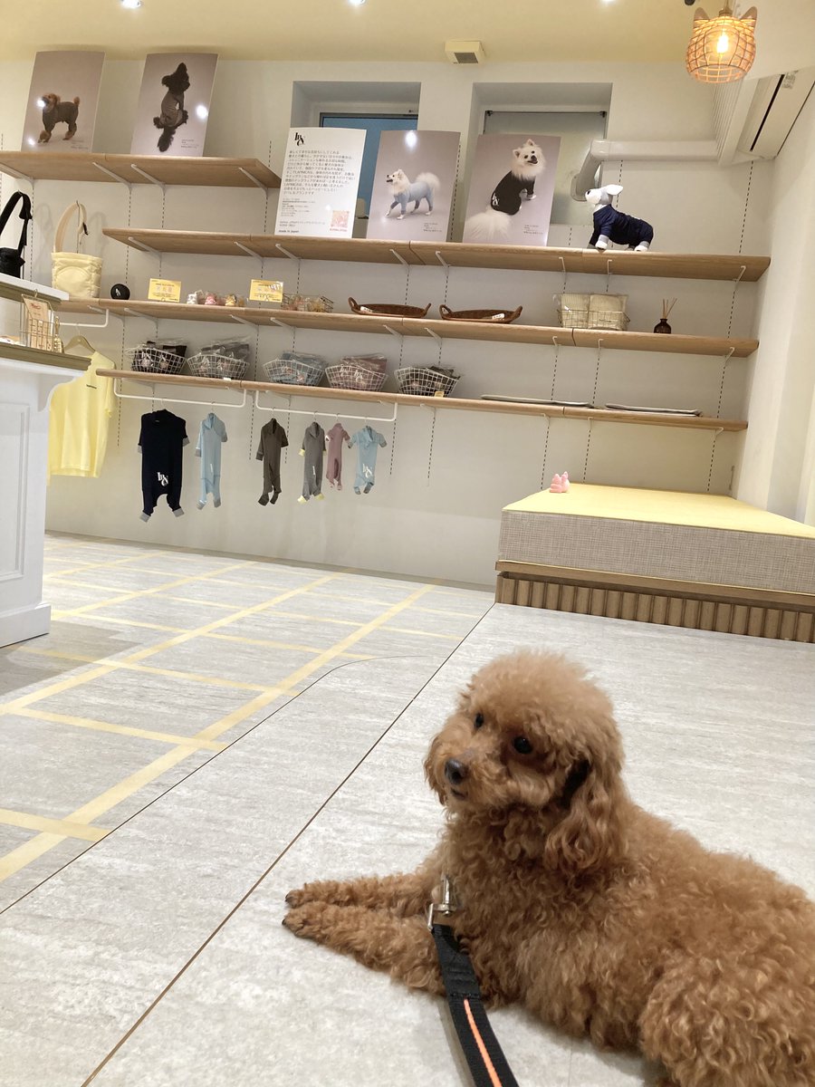 トイプードル - Search / X