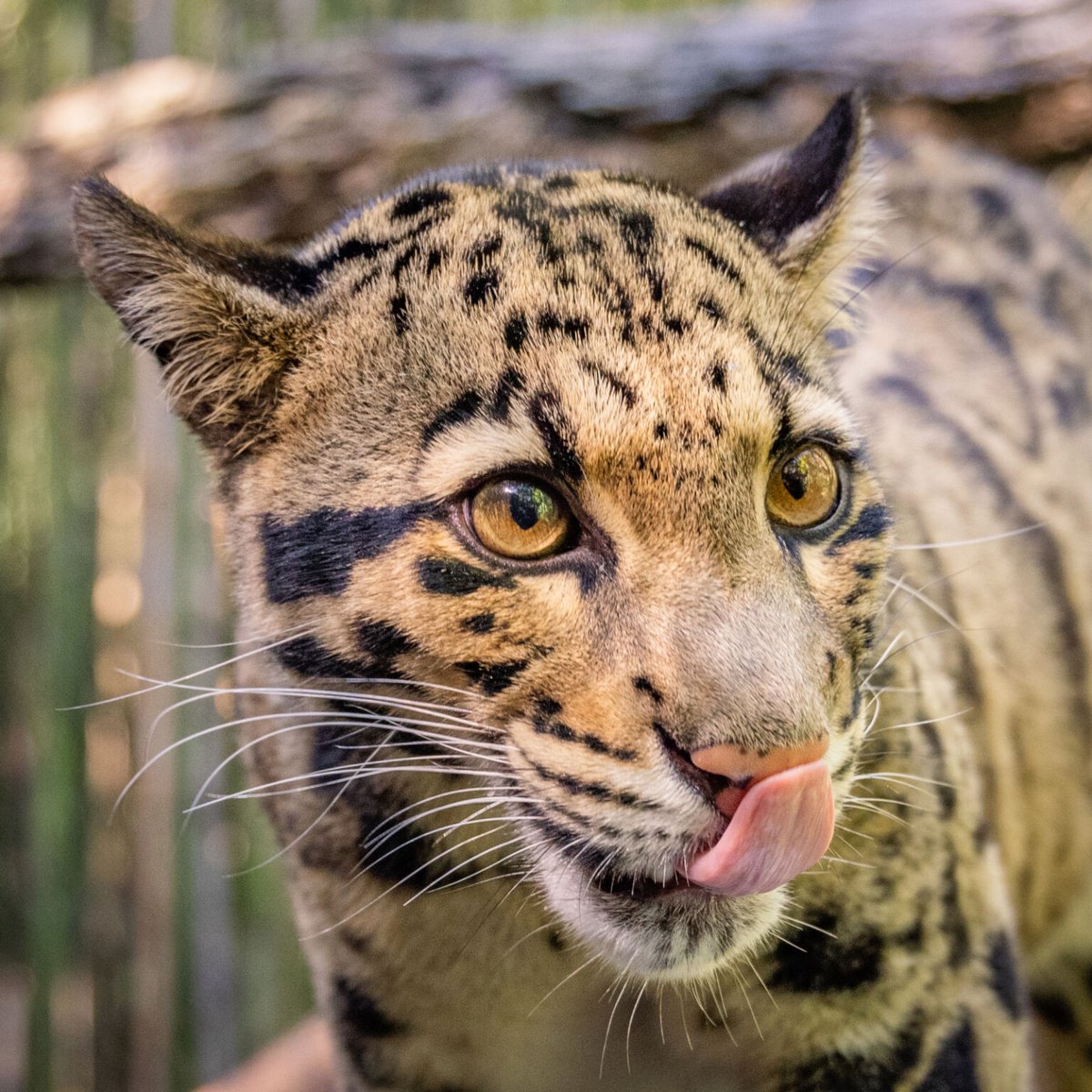 nashzoovet's tweet image. Tuesday 10/21/25

At 10:00am &quot;Jewels&quot; the #CloudedLeopard will be at the HCA Healthcare Veterinary Center for an exam. Be sure to stop by! 🐾
#HCAVeterinaryCenter #NashvilleZoo