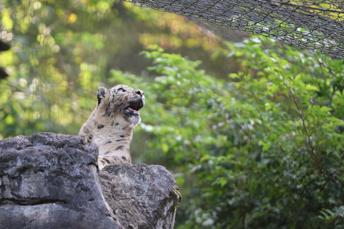 ユキヒョウ舎に柔らかい光が射す季節になりました。

#多摩動物公園 #ユキヒョウ #ミルチャ