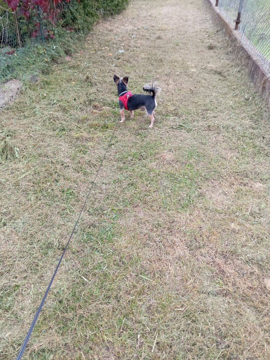 Le village est envahi par des 🐗, ils saccagent tout! Même les 2 monuments commémoratifs sont saccagés. Depuis hier des battues sont organisées. Ce matin Pioupiou est aux aguets, la meute de chiens n'est pas très loin.. Les aboiements se rapprochent.. #ChassePartage