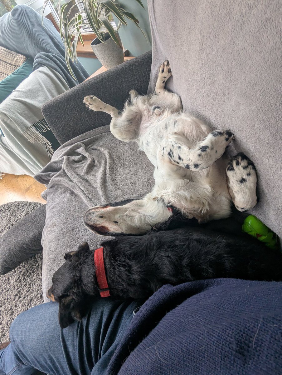 RecyclerBill's tweet image. Tell me that it's raining outside without saying "it's raining outside"...
#Spaniel #Terrier