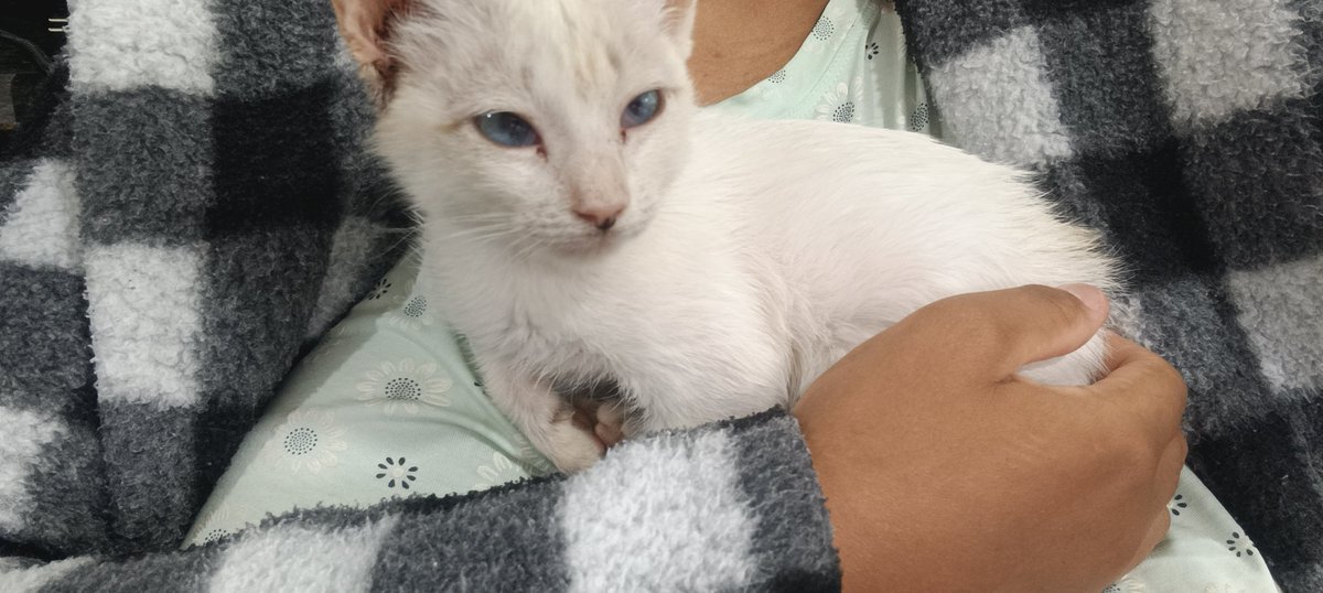 Um grude que só.
Inclusive, vou ter que levar ela no veterinário amanhã, tá saindo uma secreção escura do ouvido dela, e sempre coça muito, inclusive o ouvido dela é bem sujo tadinha