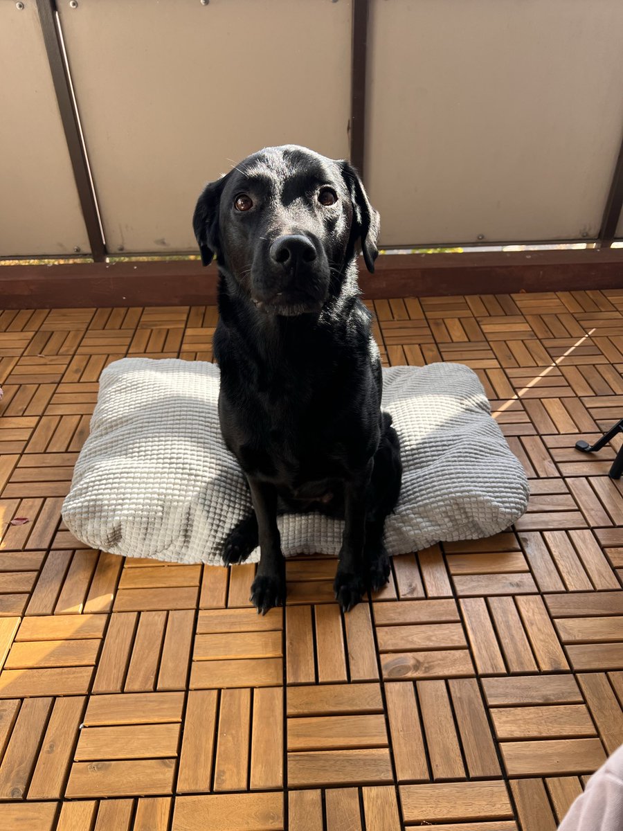 Айва всегда сидит попой на мягком х)