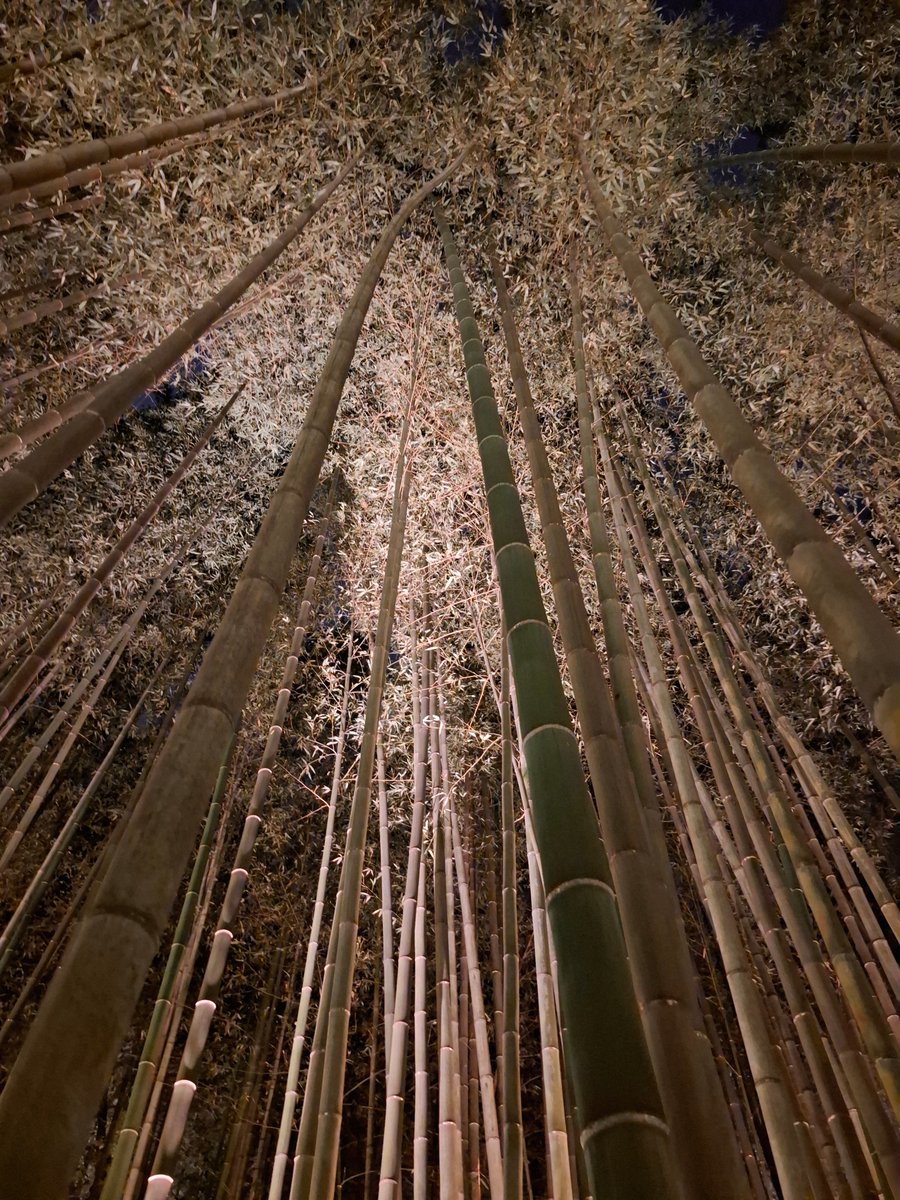 念願の嵐山月灯路行けて綺麗だった