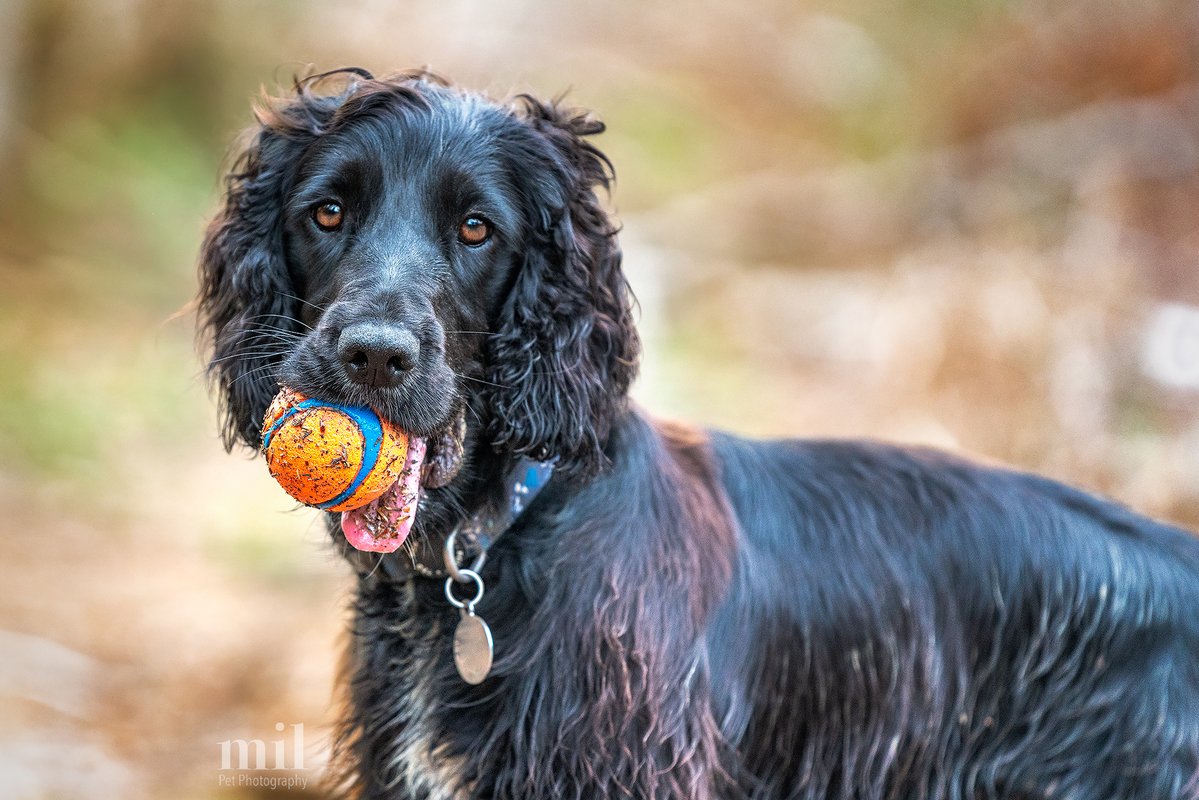 MillersImage's tweet image. It's time for "Throwback Thursday." This image is of Hunter, a two year old working cocker spaniel, who adored playing with his ball in West Sussex.  Hope you like it? #dogs #dogsoftwitter #dog #working #cocker spaniel