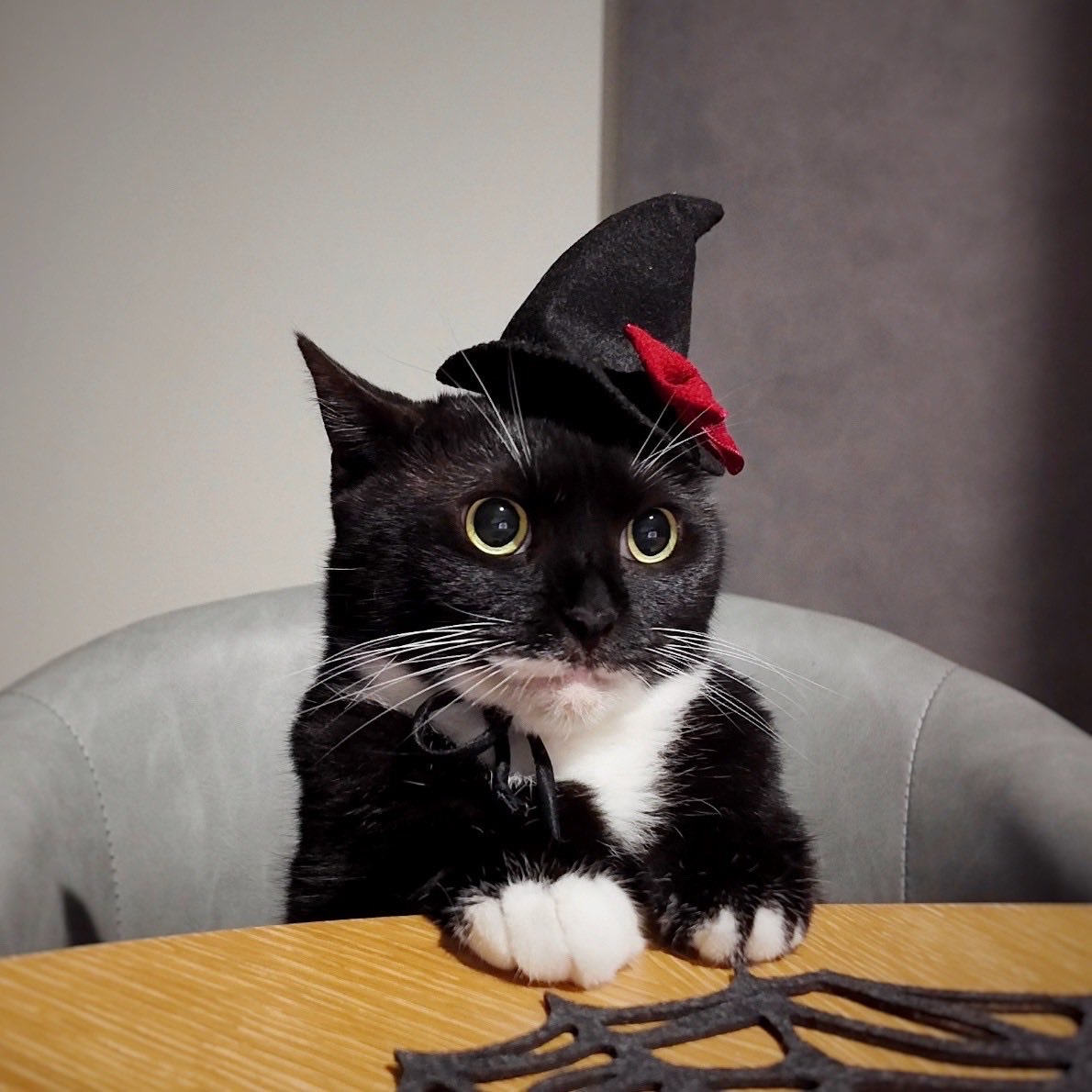 島に猫と。 (@lala_osanpo) / Posts / X