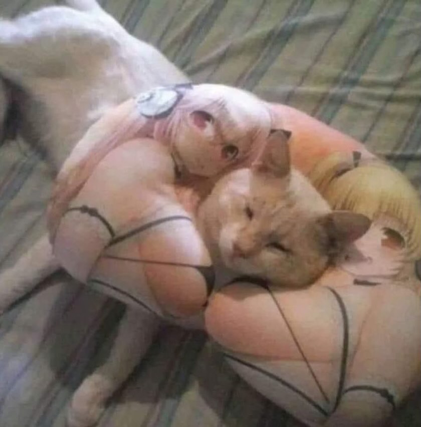 Punch Cat (@punchingcat) on Twitter photo 