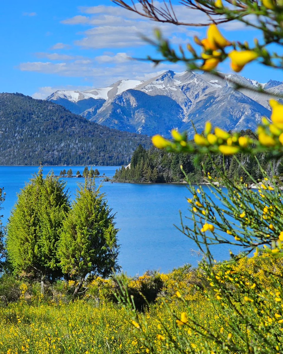 soymariche's tweet photo. #IslaVictoria, las retamas empiezan a florecer y el Lago Nahuel Huapi se llena de color. Rincones neuquinos para no perderse #daniicanton merci! #BuenDomingo gente! Feliz día mamis twitteras! A disfrutar como venga!!🌾🪻🌼🩵 https://t.co/aKfugcUIXn