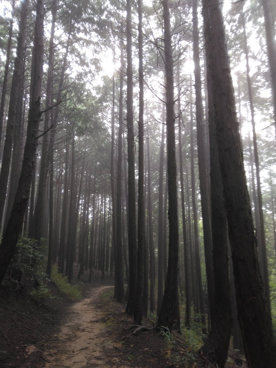 zhisha4's tweet photo. 大阪府勤労者山岳連盟が開催するダイヤモンドトレイル縦走大会に参加しました。ダイヤモンドトレイル挑戦は何と13年ぶり。無事20kmを走破しました。次は30kmを目指したいなぁ。疲れた！ https://t.co/Le93p52mJ4
