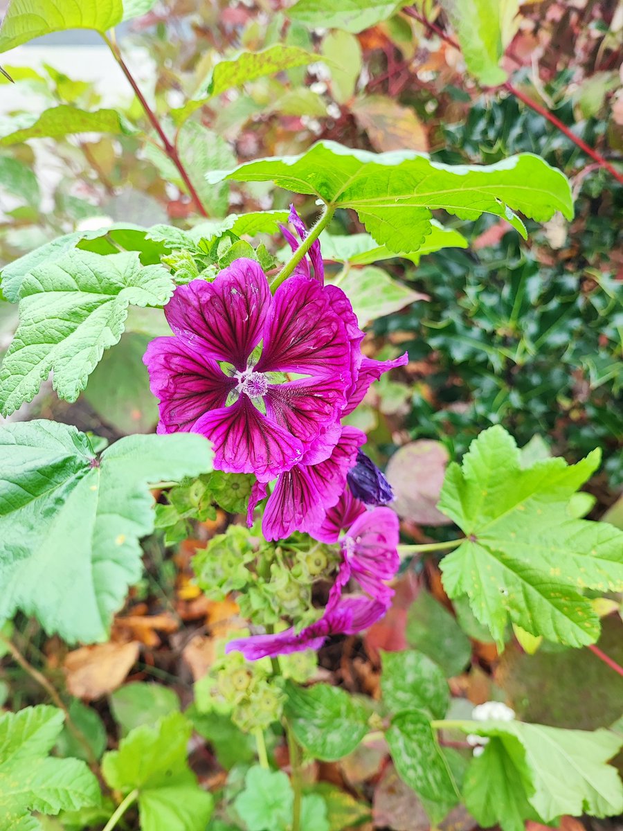 k_daiga's tweet photo. Be the best version of yourself...
#sundayvibes #AutumnVibes #Motivation #NaturePhotography #NatureBeauty https://t.co/3bXjMHW2tO