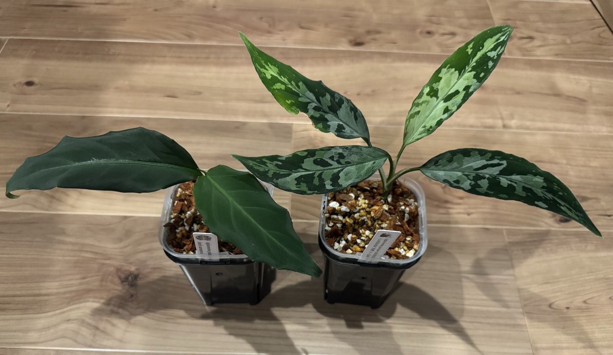 アグラオネマ　ピクタム(MB-2023/HNHN/MC-1) Yahoo!オークション -「?mb」(その他) (観葉植物)の落札相場