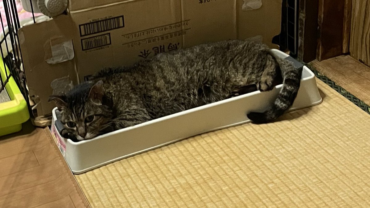 こんばんは

休日関係なく、やる事たっくさん

母の生活の管理
母猫さまの顔まわりで口元より主に鼻の穴を塞ぐ膿の拭き取りが中心で後は猫さま部屋のソファーやゲージなどを退かし掃除してカーペットを敷くなど今日も1日頑張ってみた

ただ天気の悪さが続いて洗濯物が全く止まなくて困るわ〜
