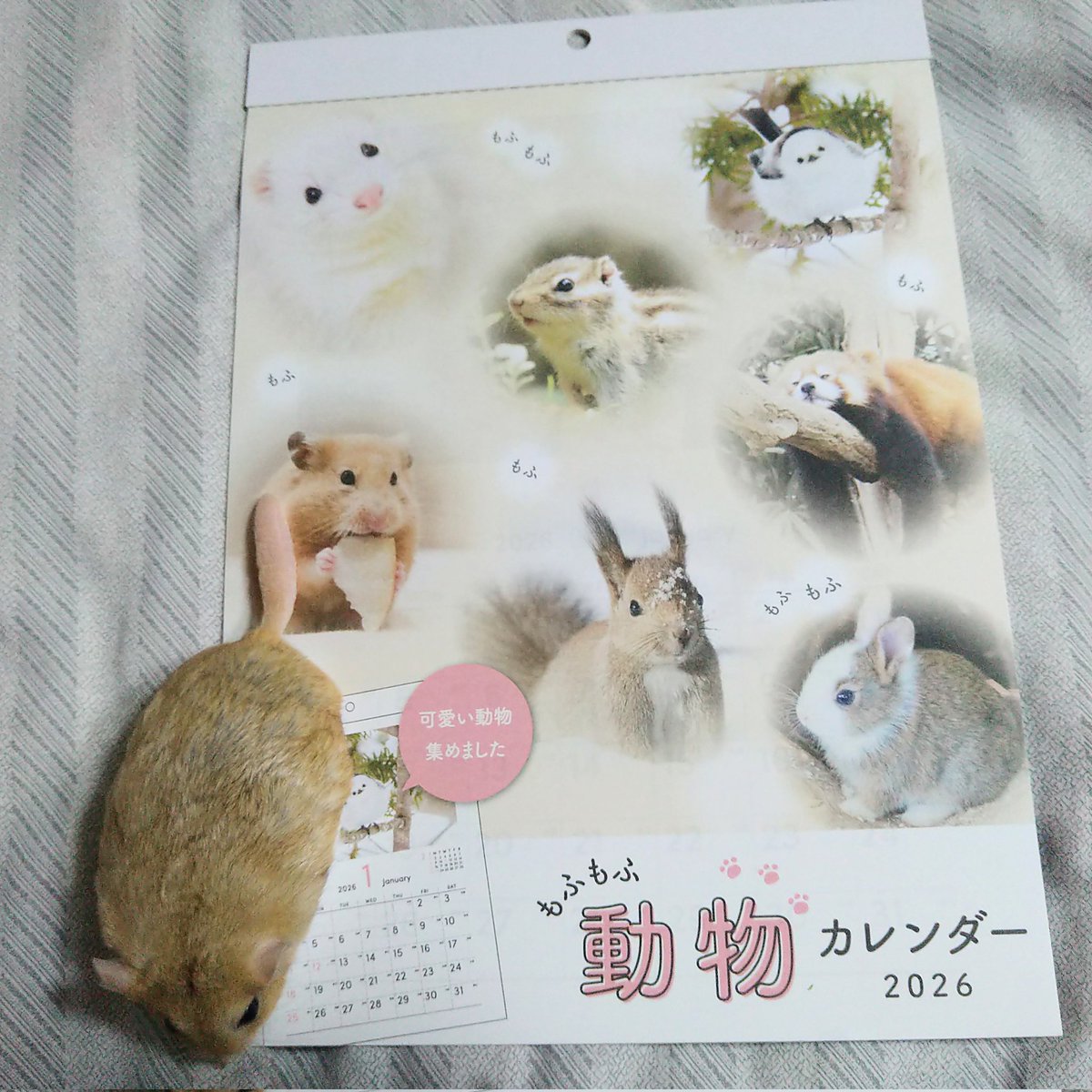 来年のカレンダー♪
もふもふ✨