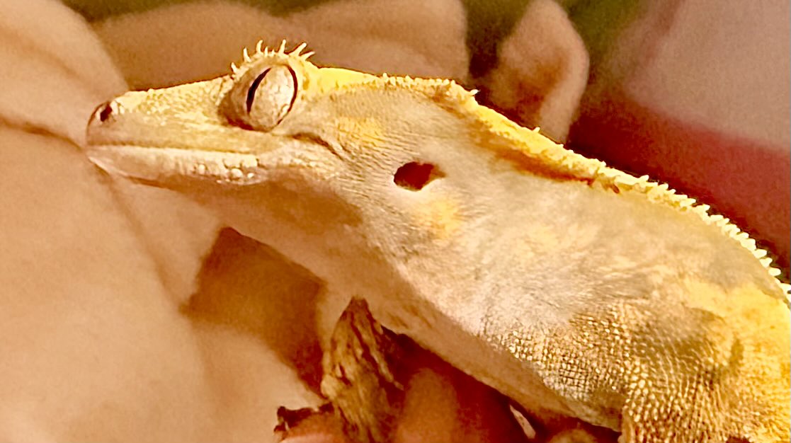 Rose_LD@ ⋆*❁*⋆ฺ。*🥀 tweet media