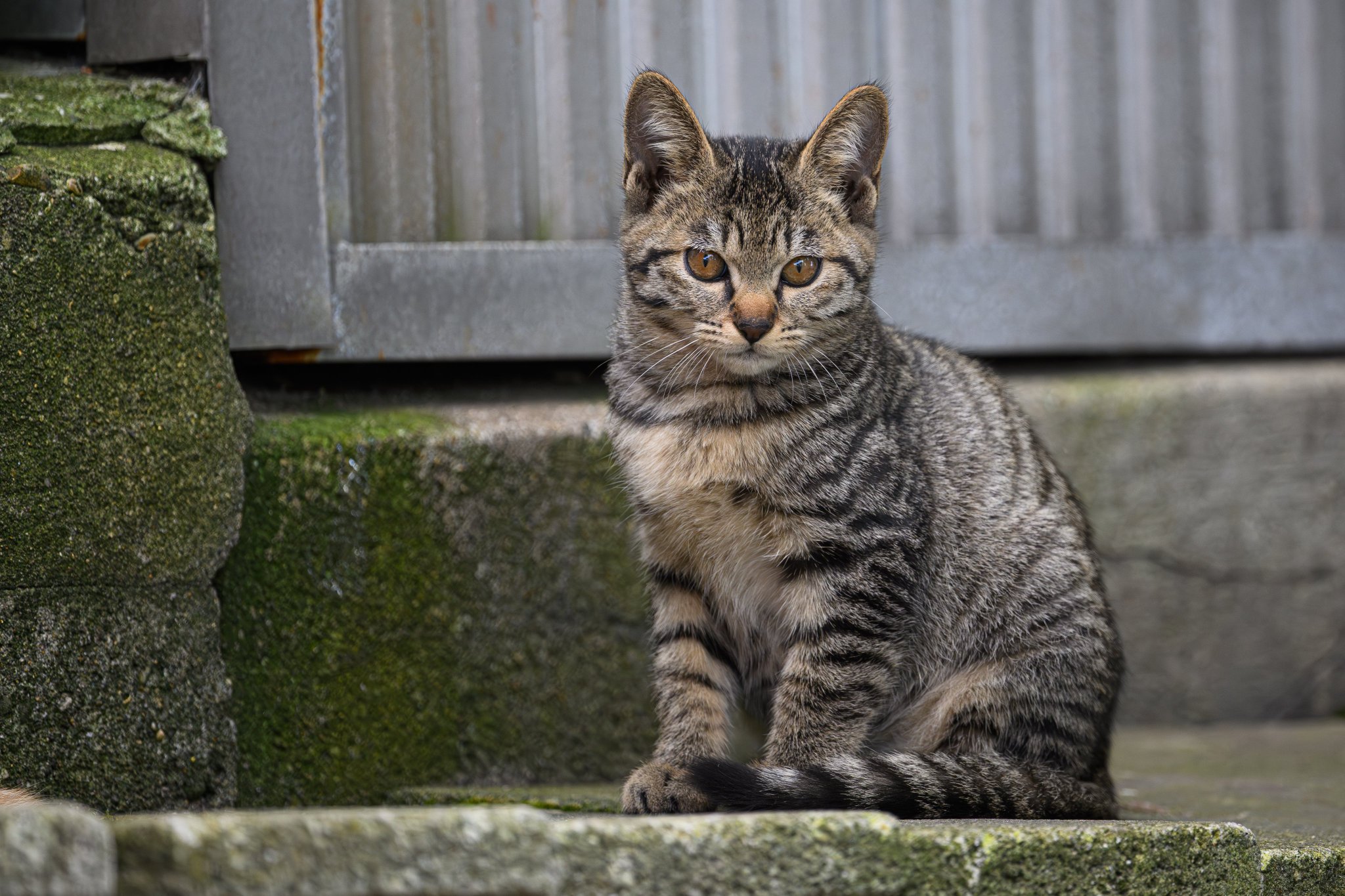 国華山 高龍寺 on X: 