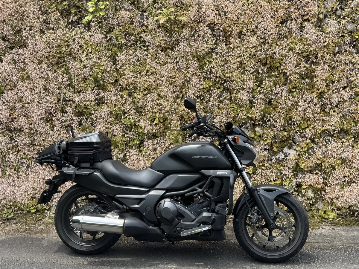 はさはわ HACHIWARE / ハチワレ - Joli PET SCISSORS