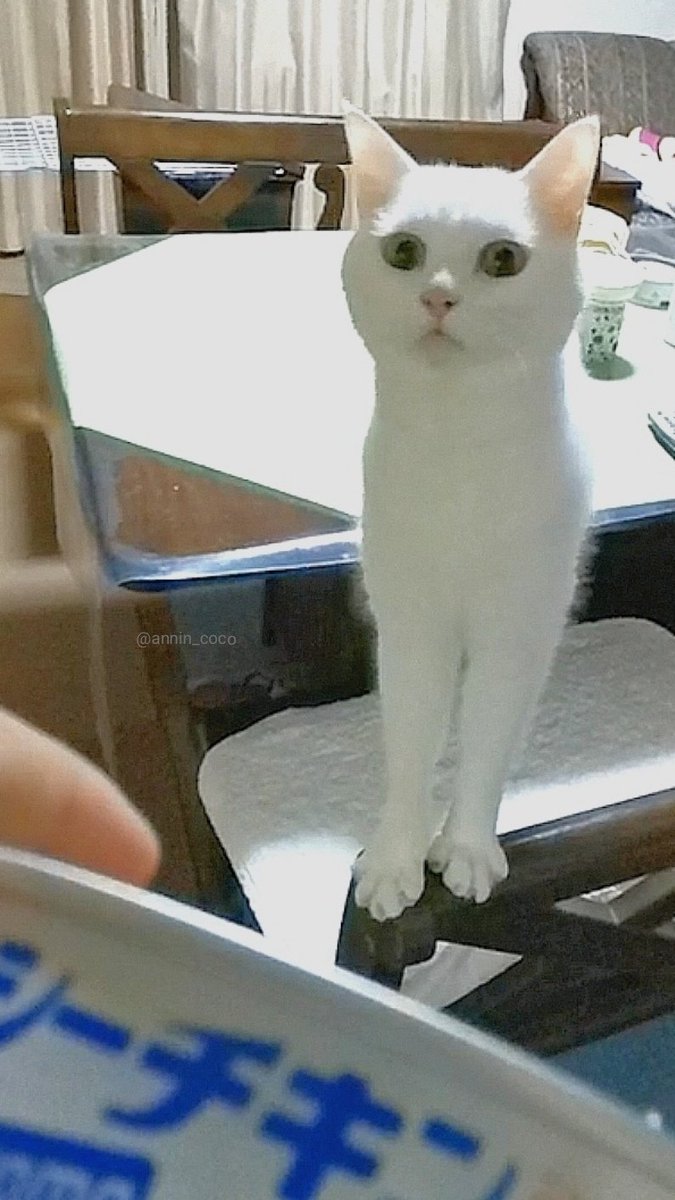 あんにんママ (@an_nin_coco) / Posts / X