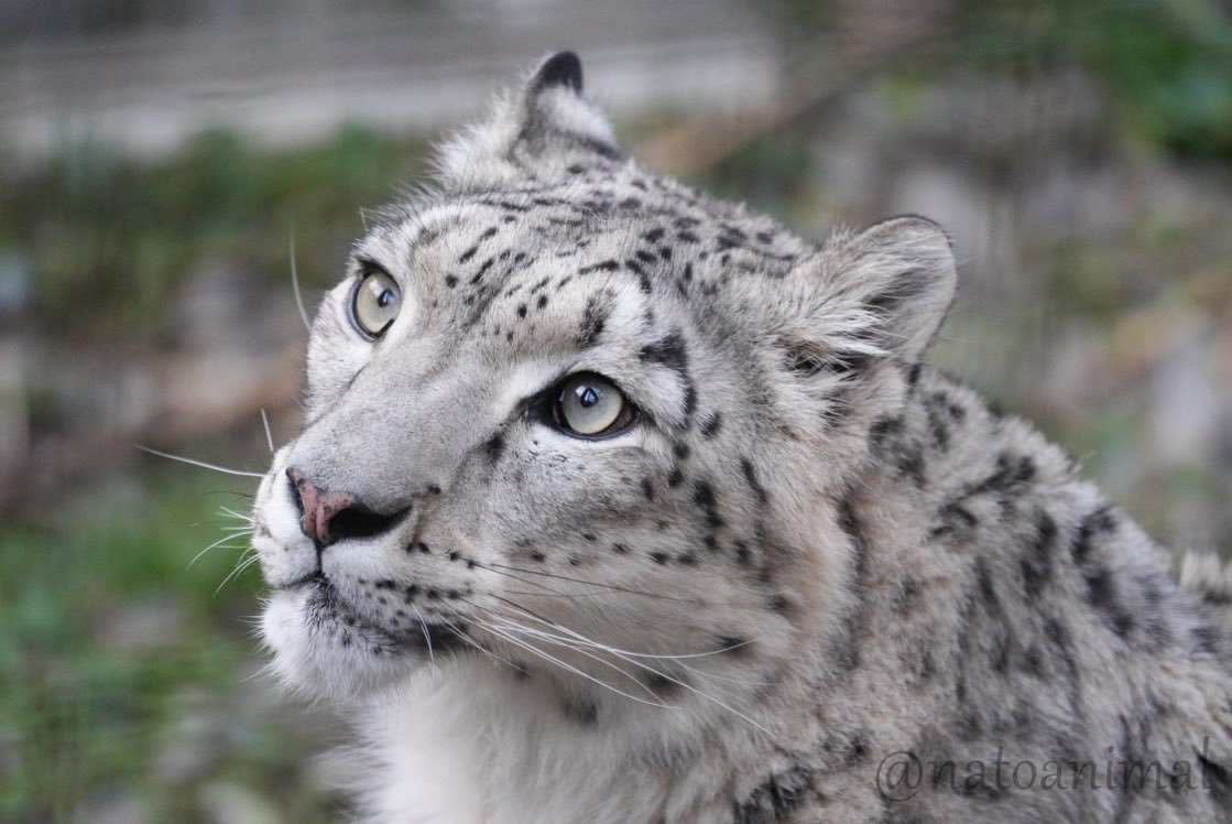 ユーリ久しぶり😉
（2025.10.19）
#旭山動物園 #ユキヒョウ #ユーリ #snowleopard