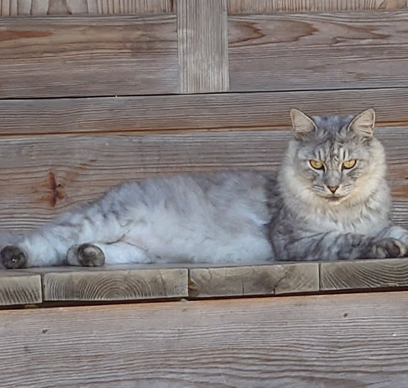 アーサーウッドの猫ちゃん♡左右ペアスタッフォードシャー ウルフカットちゃん ウルフカットちゃん - VRoid Hub