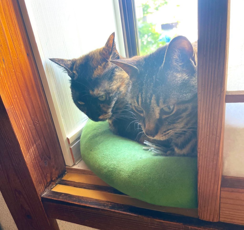 来週から寒くなるようなので、
こたつ
灯油ファンヒーター
ふとん×2
用意した。羽毛布団は氷点下まで我慢。