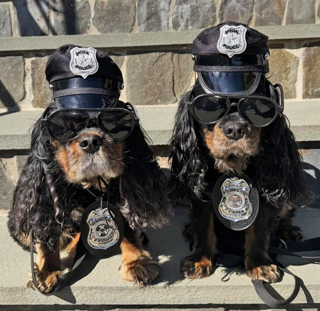 BARKING TICKET POLICE!
(Shirley Coyne's boyz)
#cavalierhealth